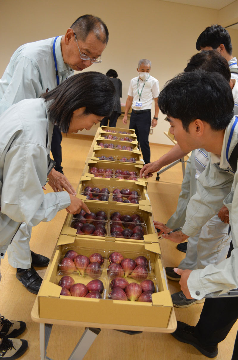 2024年9月のトピックス「イチジクを見比べる審査員」